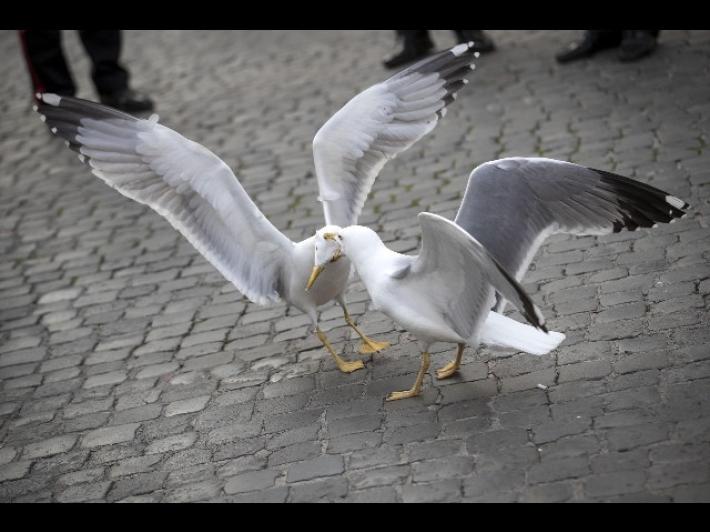 Parigi sorpresa da 'inferno' gabbiani