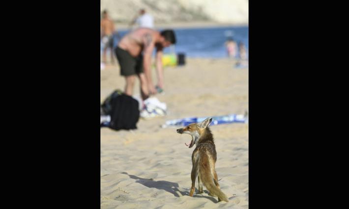 Una volpe in spiaggia alla ricerca di cibo