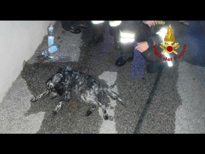 I vigili del fuoco rianimano un cane con l'ossigeno