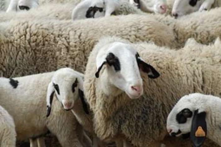 Sgozzano pecora in un parcheggio, tre denunciati