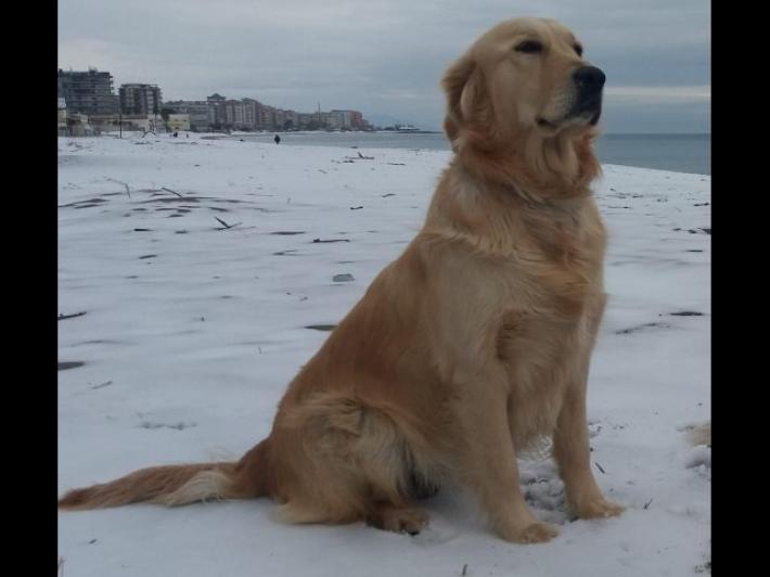 Ai cani dei vigili del fuoco del ponte di Genova il premio Fedelt&agrave;