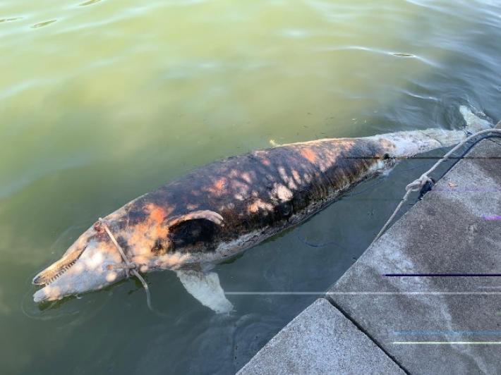 Altro delfino morto in Toscana, &egrave; il quarantunesimo