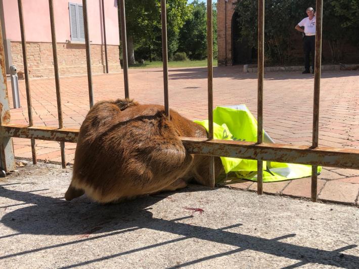 Via Paradigna, risveglio con capriolo incastrato nel cancello della villa