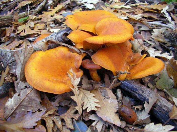 Lecco, 12 intossicati: avevano mangiato dei funghi