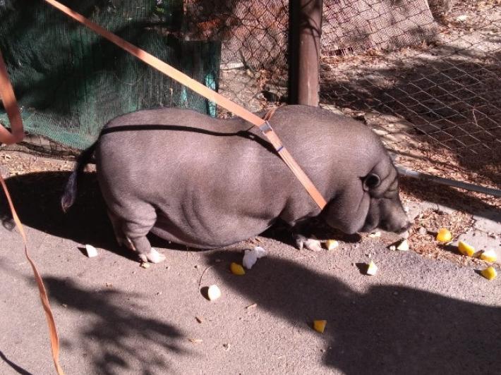 Catturato maiale thailandese a Firenze