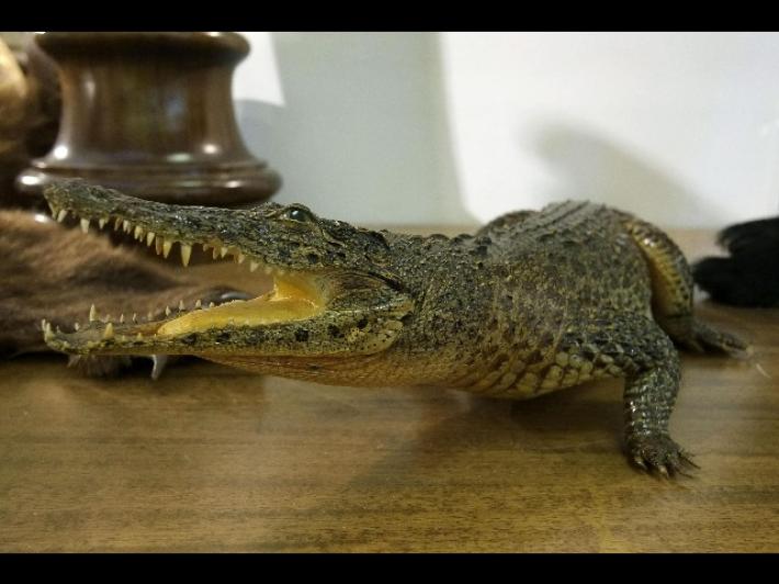 Orosei, caccia al caimano Jack  sparito da un circo