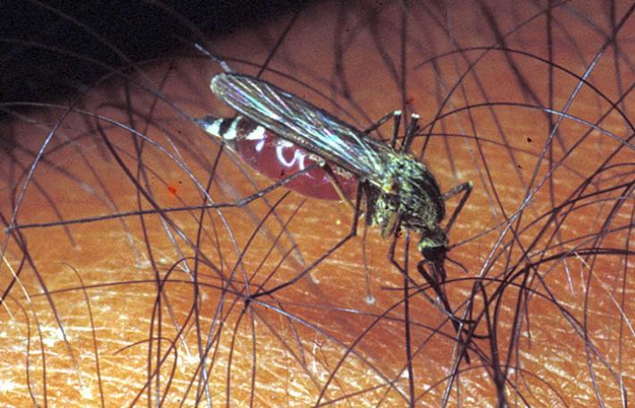 Mosquito day: dagli esperti le 10 regole anti-zanzara