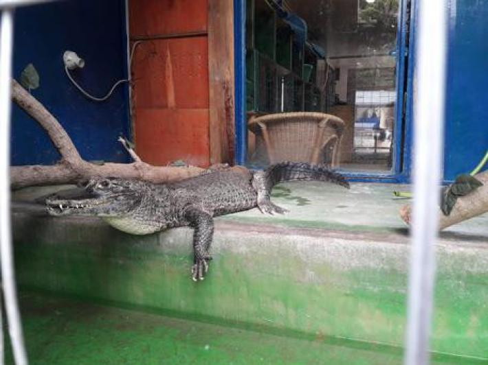 Ironia social sul caimano sparito: &egrave; il tormentone dell'estate in Sardegna