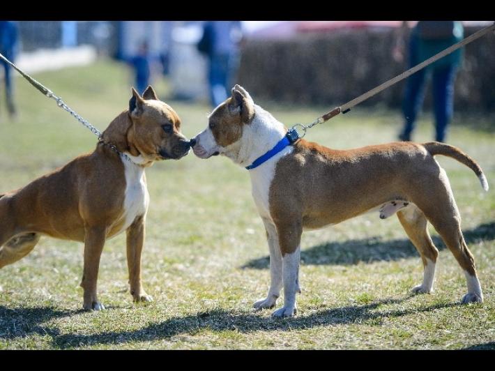 Convivenza urbana e amici a quattrozampe:&nbsp;dal 26 febbraio&nbsp;al via il corso per proprietari di cani