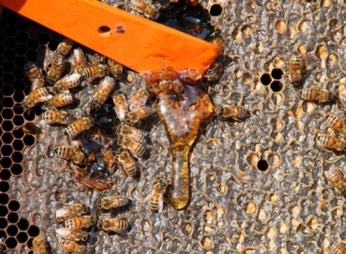 Budrio, agricoltore muore dopo due settimane per la puntura di un'ape