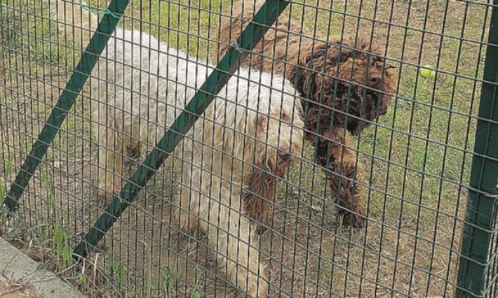 Lascia il 90% dei suoi averi al canile del Comune di Milano 