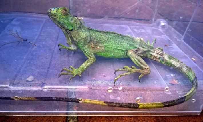 Iguana &laquo;in fuga&raquo;nel giardino di una pensionata