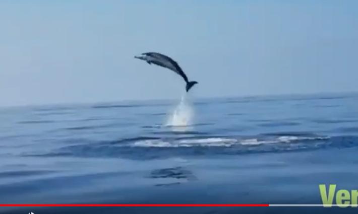 Liberano un delfino impigliato: la mamma salta per ringraziare - Video
