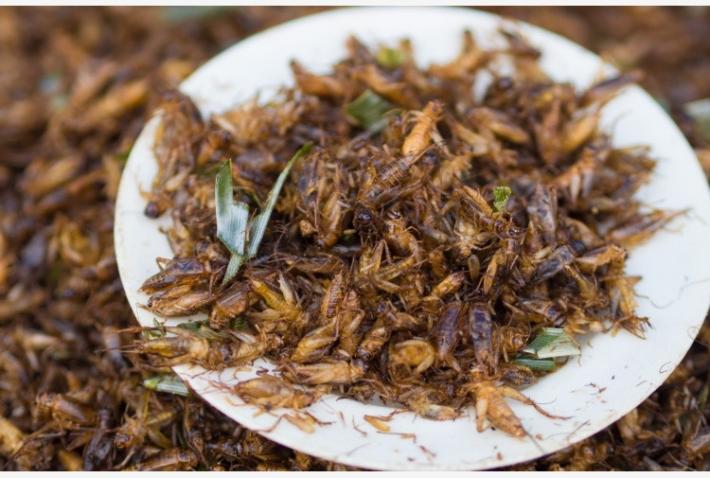 Insetti in tavola, via libera dell'Ue anche ai grilli