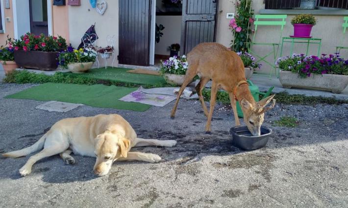 Bambi torna dopo tre anni dove fu salvato