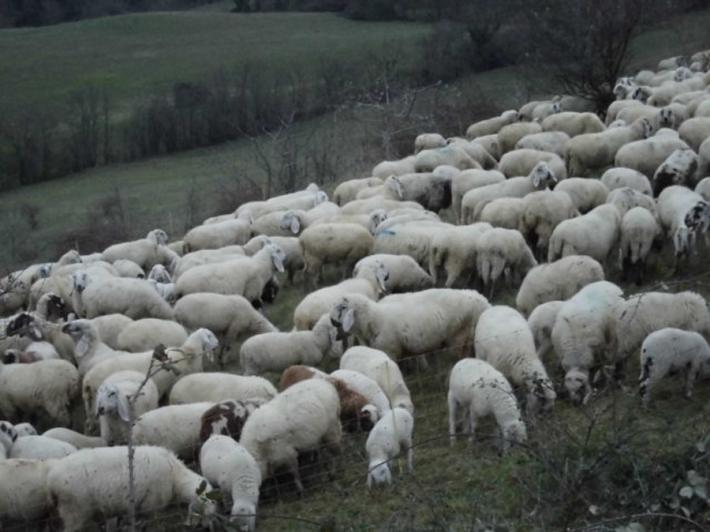 Greggi &ldquo;importate&rdquo; nel Parco nazionale dell&rsquo;Appennino: &ldquo;Una grave forzatura&rdquo;. Scattate le prime denunce