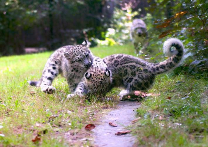 Cuccioli di leopardo delle nevi nati nel Novarese