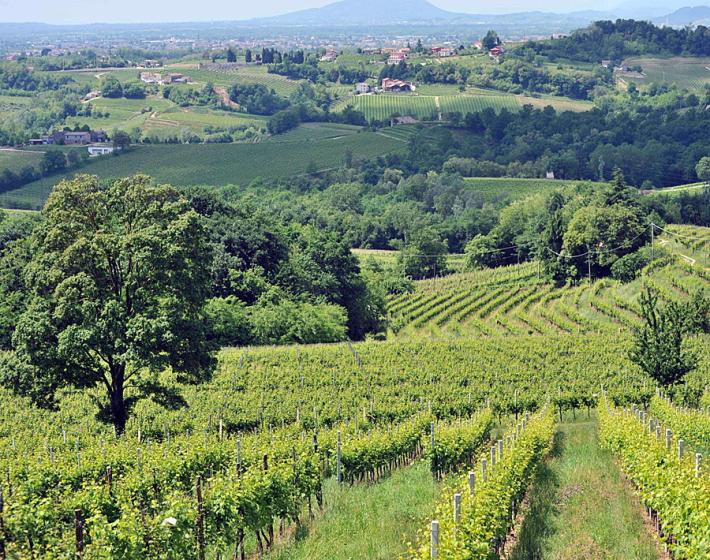 Valdobbiadene La battaglia del Prosecco, &egrave; scontro sul nome in etichetta 