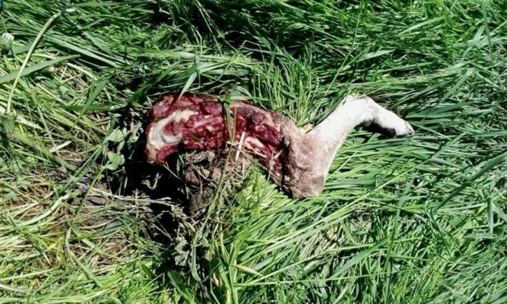 Val d'Enza, l'avanzata dei lupi