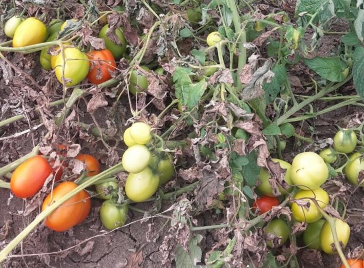 Via Montanara, i ladri di pomodori colti con le mani nel... sacco (grazie a un residente)