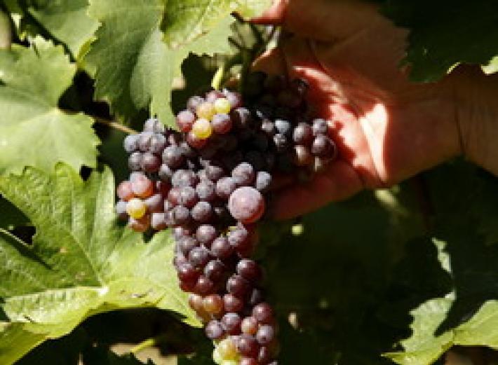 Rural Adventure:  tour delle aziende in fuoristrada   o a dorso  d'asino