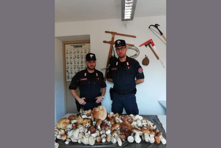 Boom dei funghi. E delle regole non rispettate: 50 kg di porcini sequestrati