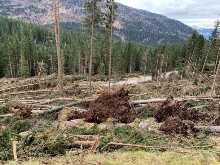 Alberi devastati in Veneto diventano carburante bio in E-R