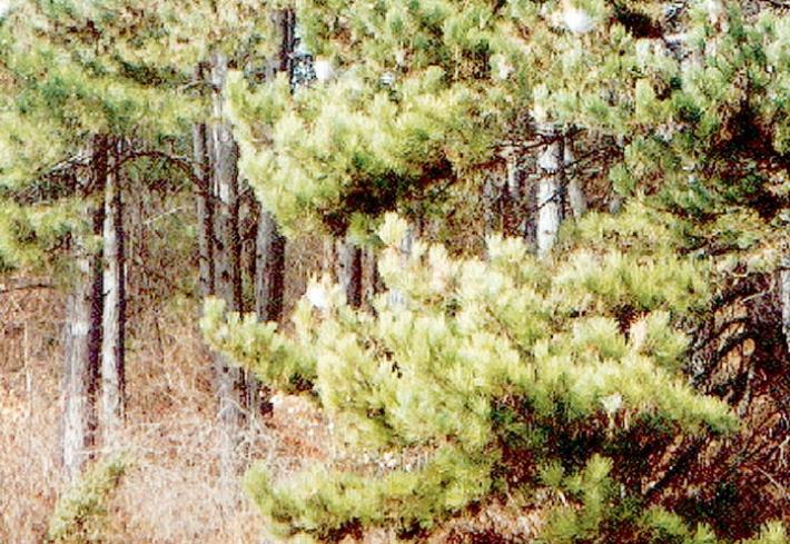 Como, uccisa e nascosta in un sacco a pelo. Confessa l'omicida