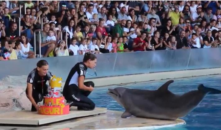 Compie 55 anni Pel&egrave;', la delfina pi&ugrave; longeva d'Europa - Video 