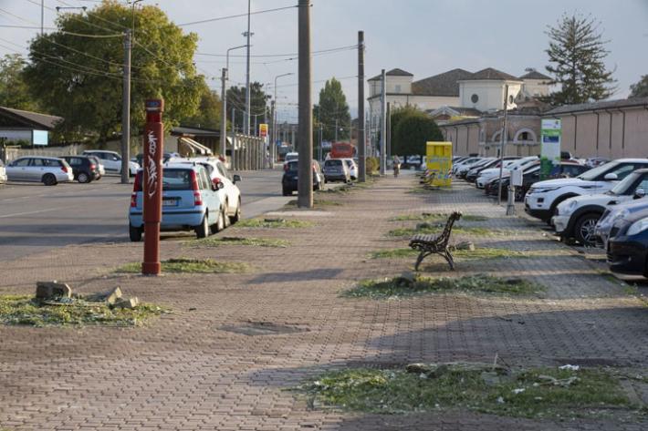 Addio ai pioppi.  Per viale Villetta  in arrivo le querce 