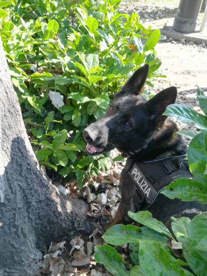 Arrestato in flagranza di reato per spaccio di  stupefacenti in S.Leonardo