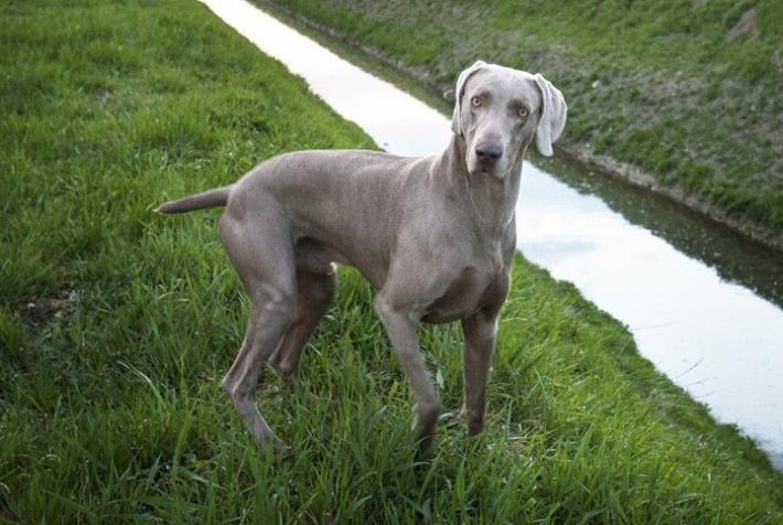     Cosa fare   se i nostri amici si avvelenano 