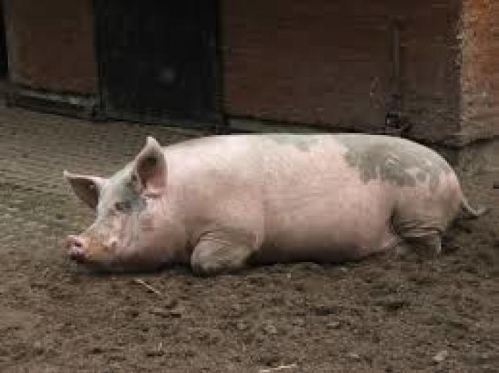 Scrofa uccide un uomo e ferisce gravemente un bimbo a Roma