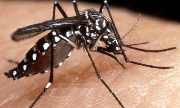 Allarme punture: in 4 anni il 63% di insetti in pi&ugrave; in Regione