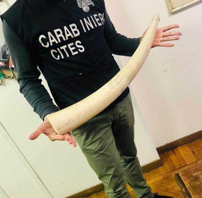 In vendita senza certificazione: sequestrata zanna di elefante al Mercanteinfiera