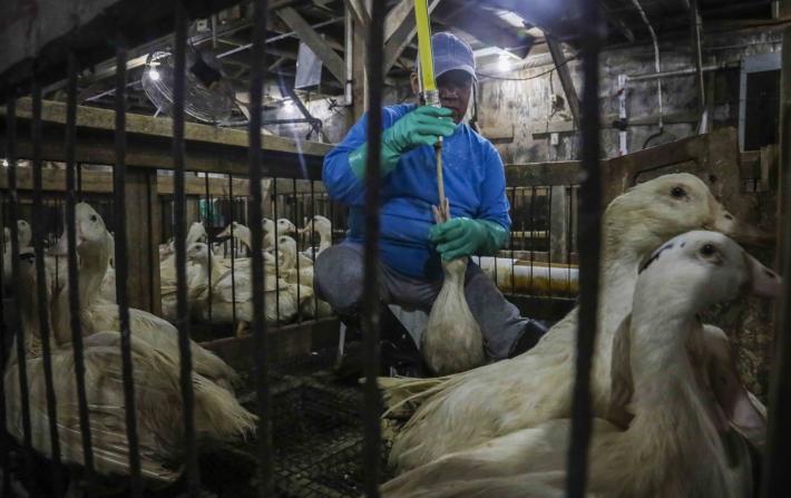 New York mette fuori legge il foie gras
