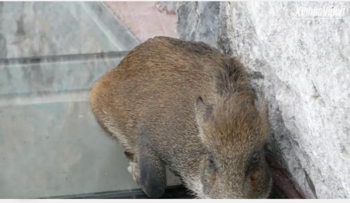 Cina: il video del  cinghiale intrappolato sul ponte di vetro diventa virale - Video 