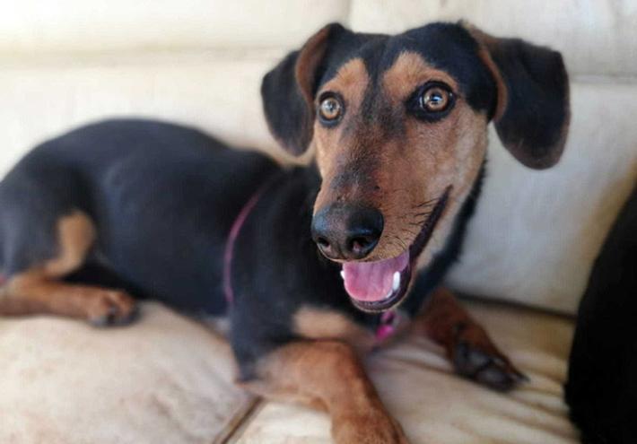 Richiesta di emergenza per ritrovare Kooky