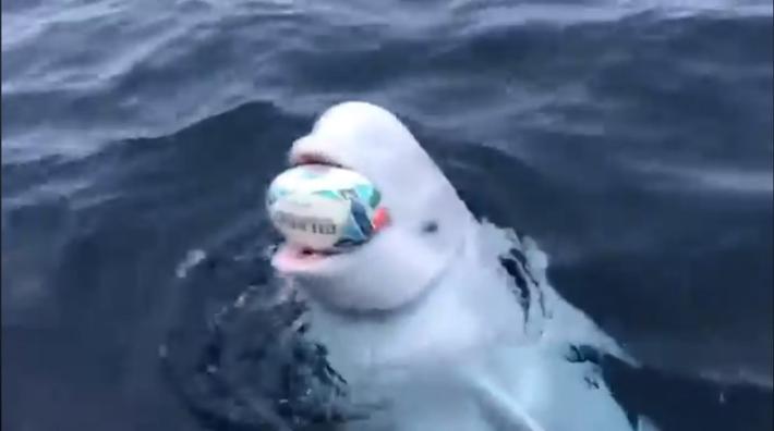 Il  beluga che gioca a football - Video 