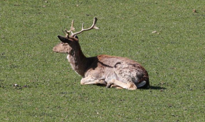 E' morto il cervo investito da un'auto in centro a Chiavari