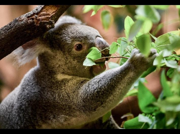 L'Australia rischia una strage di koala