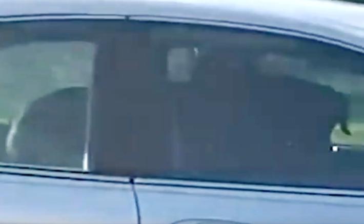 Cane "guida" l'auto del padrone per quasi un'ora - Video 