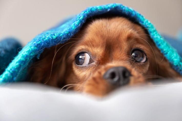 Arriva l'inverno: regalate una coperta agli animali dei rifugi