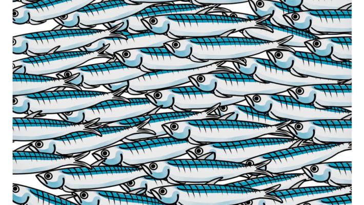 Sardine, arrivano le scuse pubbliche del professore 