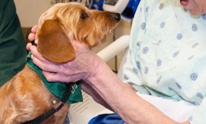 Colpito da ictus vede il suo cane e pronuncia alcune parole