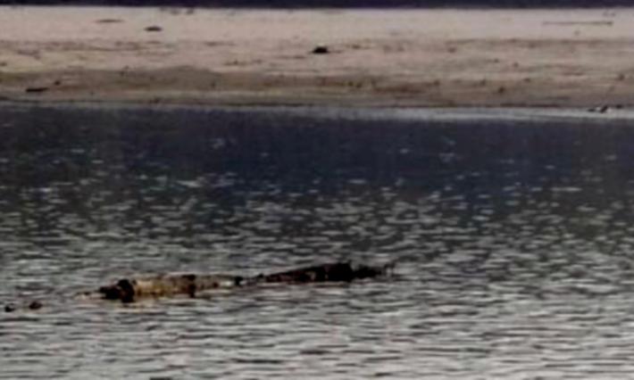 &laquo;Due coccodrilli nel Po&raquo;