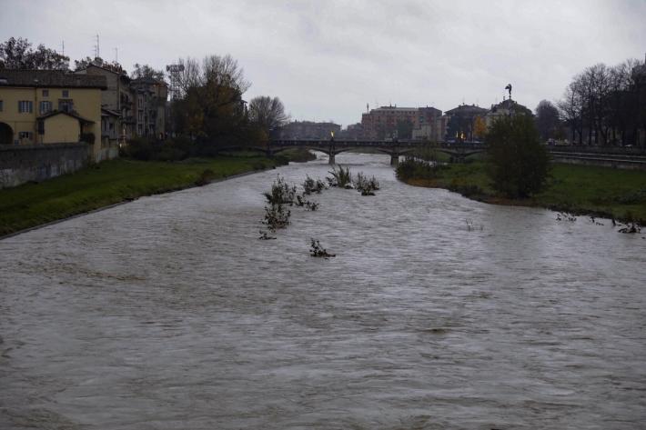 Parma (quasi) voladora - La foto
