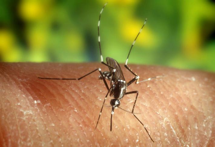 Individuato nelle zanzare il virus West-Nile: interventi massicci e mirati a Parma e nel Parmense