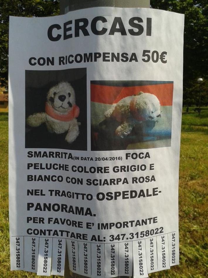 Cercasi foca disperatamente