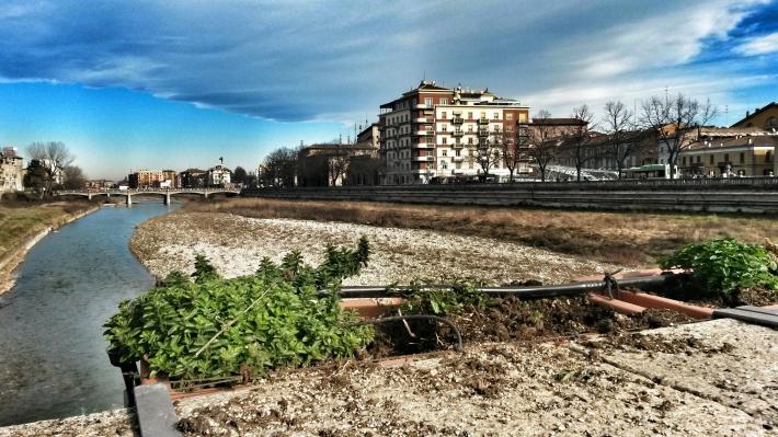 "Spariscono piantine sul ponte di Mezzo"